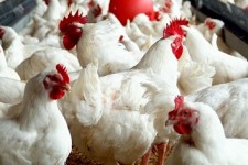 	گوشت ماکیان با طعم میکروب و بیماری/ منابع بیماری در کوچه پس کوچه های سرپل ذهاب 