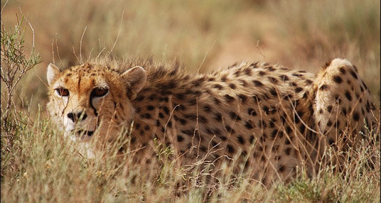 فیفا یا اسپانسر؛ مقصران حذف یوز ایرانی از پیراهن تیم ملی