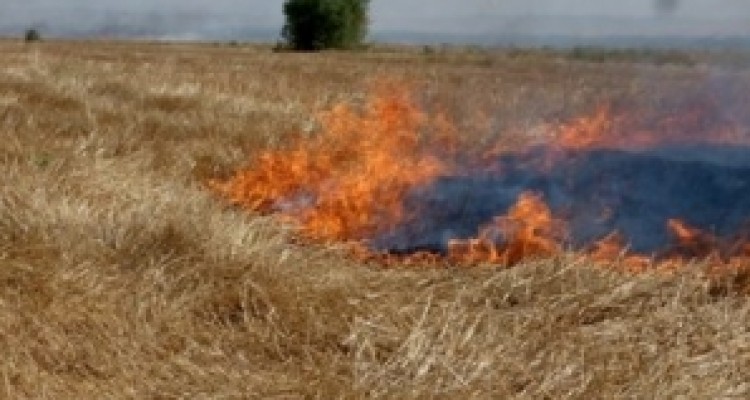 	کشاورزان از آتش زدن مزارع پس از برداشت محصول پرهیز کنند 
