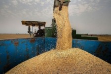	تاخیر پرداخت پول گندم کشاورزان 40 روزه شد/ فلج شدن کشاورزی حاصل بی تدبیری دولت 