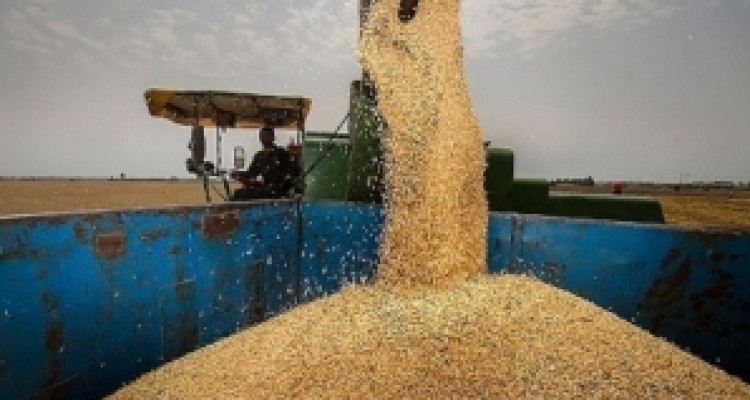 	تاخیر پرداخت پول گندم کشاورزان 40 روزه شد/ فلج شدن کشاورزی حاصل بی تدبیری دولت 