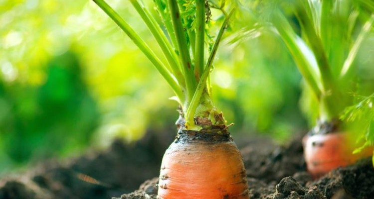  نحوه پرورش سبزیجات در خانه 