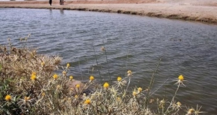 	وجود ۸۰ سراب در استان کرمانشاه/ وضعیت تالاب ها مطلوب است 