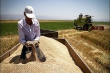  گندمکاران کرمانشاهی ۷۵۶ میلیارد طلب دارند/ پیگیری پرداخت مطالبات 