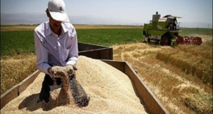  گندمکاران کرمانشاهی ۷۵۶ میلیارد طلب دارند/ پیگیری پرداخت مطالبات 