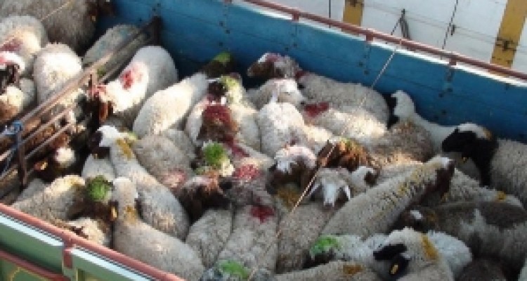 	دستگیری سارقان احشام و کشف 60 رأس دام سرقتی در سنقروکلیایی 