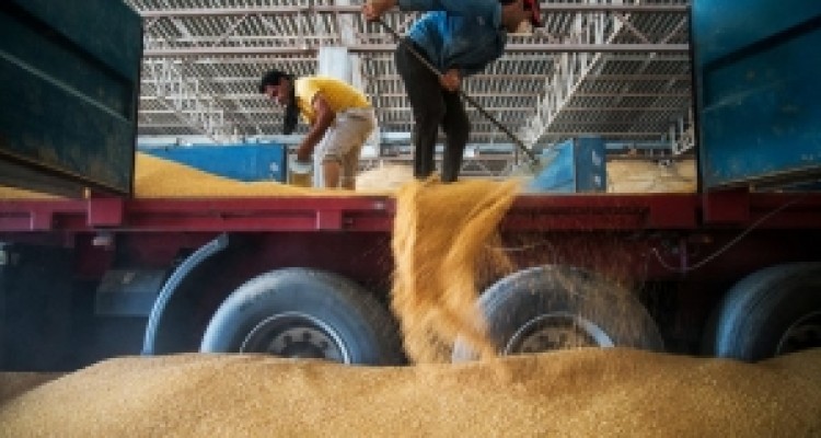 	رشد۶۳درصدی خرید گندم درکرمانشاه/ مطالبات تا مهر ماه پرداخت می شود 