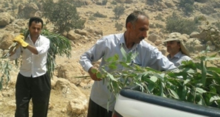  کوه بمو در ثلاث باباجانی دوباره آتش گرفت 