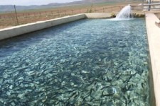 	۱۹ هزار تن ماهی سردابی و گرمابی در کرمانشاه تولید می‌شود 