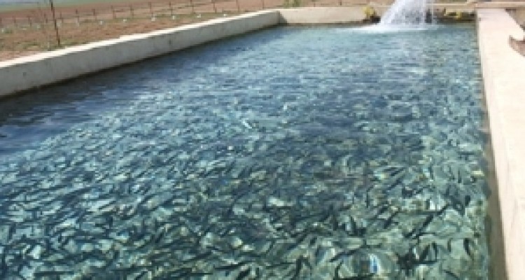 	۱۹ هزار تن ماهی سردابی و گرمابی در کرمانشاه تولید می‌شود 