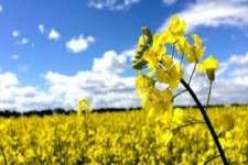 	بیش از 900 هکتار کلزار در مرازع شهرستان روانسر کشت می شود 