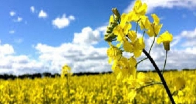 	بیش از 900 هکتار کلزار در مرازع شهرستان روانسر کشت می شود 