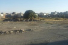  زیر درخت پل چوبی گل سفید روانسر چه خبر است؟ + عکس 