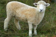 قیمت دام زنده برای عید قربان اعلام شد