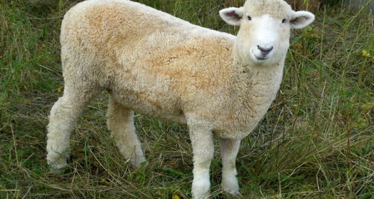 قیمت دام زنده برای عید قربان اعلام شد