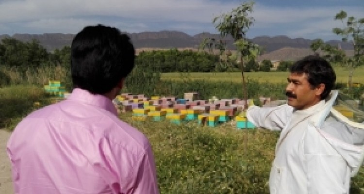 عبور از بن بست محرومیت گیلانغرب با کلونی های زنبور عسل/ گام های بلند بسیج سازندگی در حوزه اقتصاد مقاومتی+ تصاویر