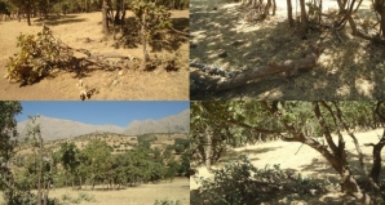 شوک طبیعت برای تهیه شوکه/ تیشه های بی رحم بر تنه درختان بلوط اورامانات + تصاویر