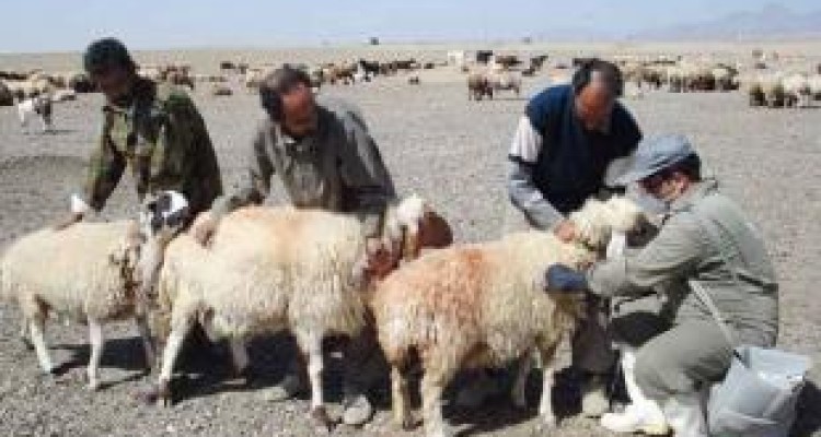 آغاز واکسیناسیون رایگان بیماریهای دامی در نقاط زلزله زده کرمانشاه 