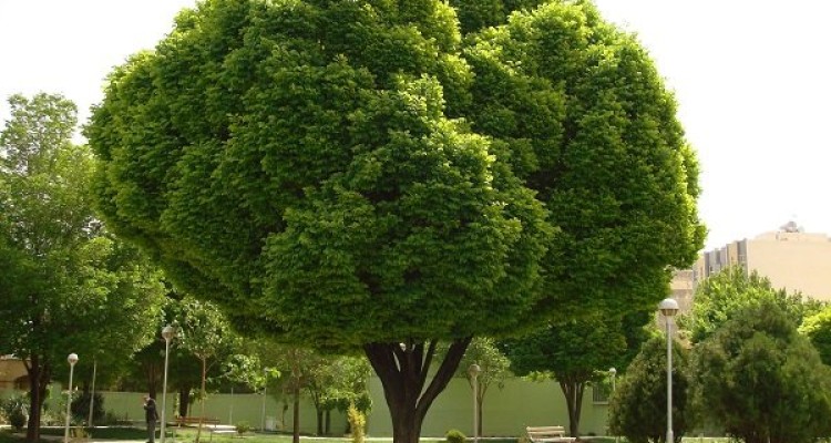 محل زندگی سرسبز به تقویت رشد مغز کودکان کمک می کند