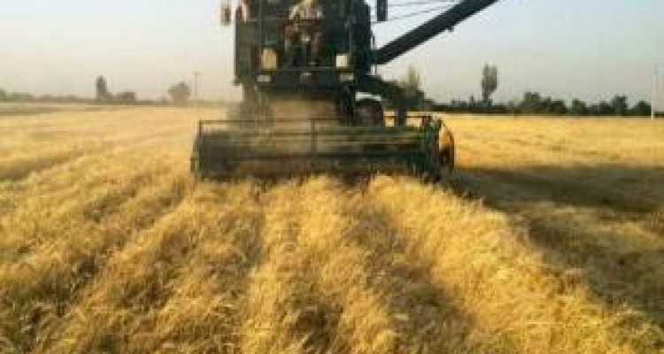 خرید تضمینی ۶۴۰ هزار تن گندم از مزارع کرمانشاه 