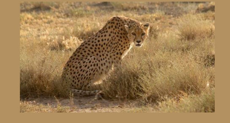 جنین شبیه سازی شده یوزپلنگ و ببر را تولید کردیم 