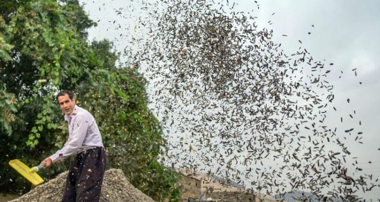 برداشت و خشک کردن تخمه در روستاهای بخش دینور در حال انجام است