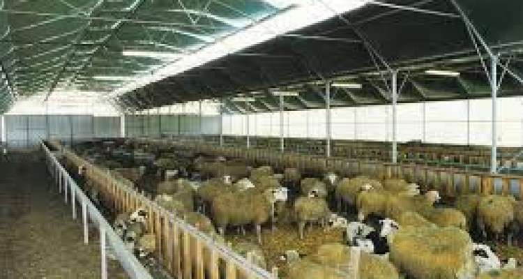مدیر هلدینگ کشاورزی بنیاد کوثر از روند اجرای پروژه دامپروری بخش دینور بازدید کرد
