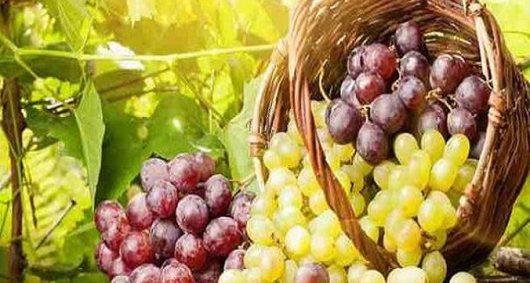 انگور به پیشگیری از سرطان ریه کمک می کند