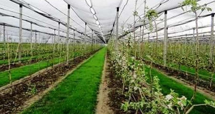 واگذاری مجتمع گلخانه‌ای باباولی الدین شهرستان صحنه به مساحت ۲۰ هکتاربه بخش خصوصی
