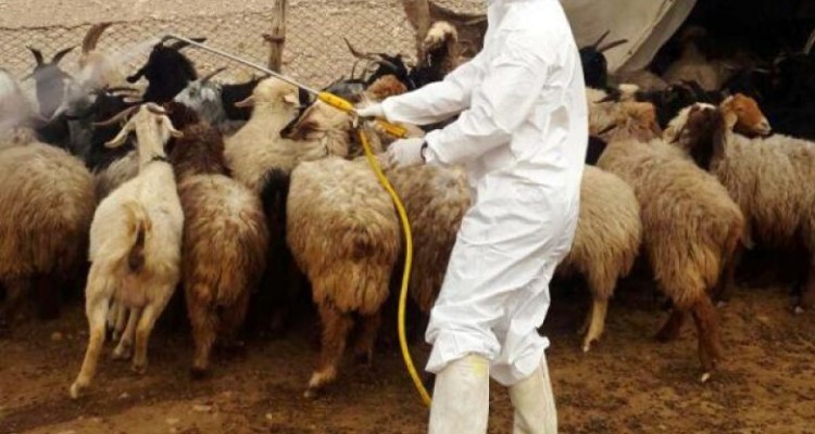  بیش از ۱۹۱ هزار مترمربع جایگاه نگهداری دام توسط دامپزشکی صحنه سمپاشی رایگان شده است