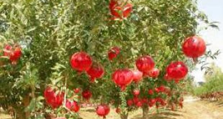 «هه‌نارانه» سرپوشی برای پای لنگ گردشگری «اورامانات» 