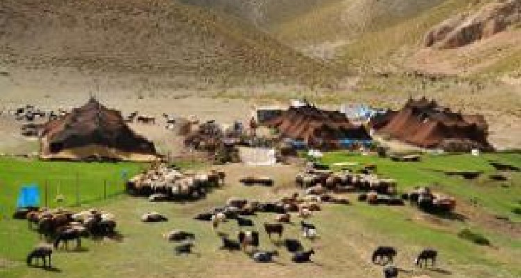  اختصاص ۱۰ میلیارد تومان اعتبار به امور عشایری کرمانشاه 