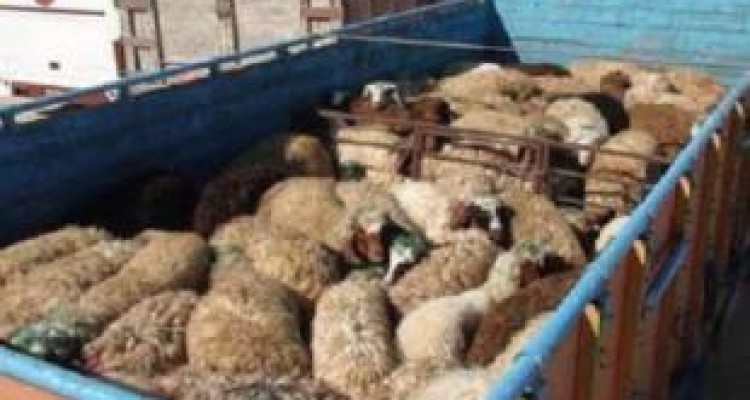  کشف دام قاچاق در اسلام‌آبادغرب 