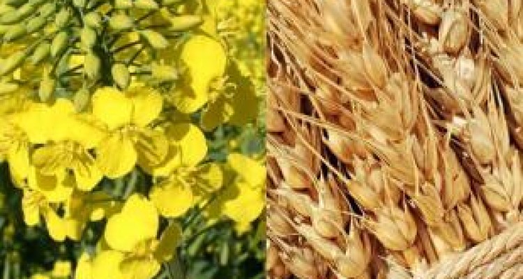  آغاز خرید تضمینی گندم و کلزا در کرمانشاه 
