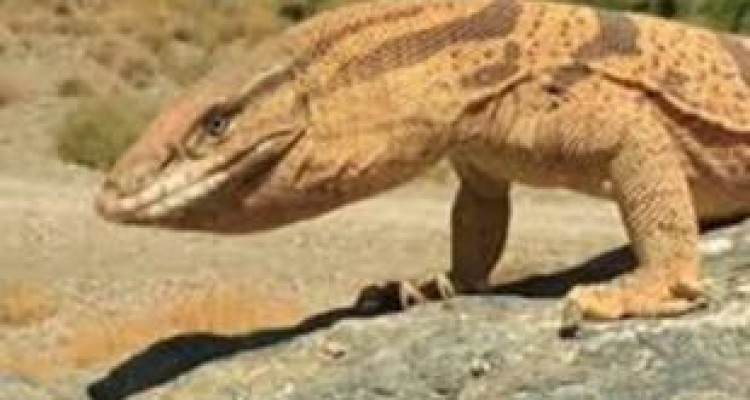 هیولاهای گهواره بزمجه از آب درآمدند 