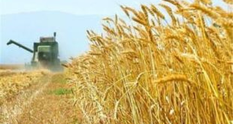  پیش‌بینی برداشت بیش از ۸۰۰ هزار تن گندم از مزارع کرمانشاه 