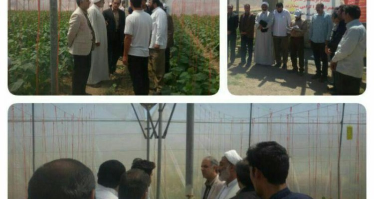 گلخانه ۱۵۰۰ مترمربعی در شهرستان کنگاور افتتاح شد