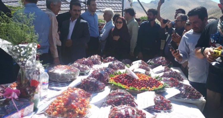 جشنواره استانی گیلاس در روستای سردهلق شهرستان صحنه برگزار شد