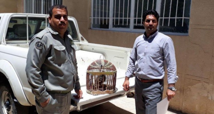  سه قطعه کبک زنده وحشی از دو متخلف در شهرستان صحنه کشف و ضبط شد