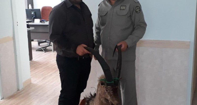 شکارچیان کل وحشی در صحنه دستگیر شدند 