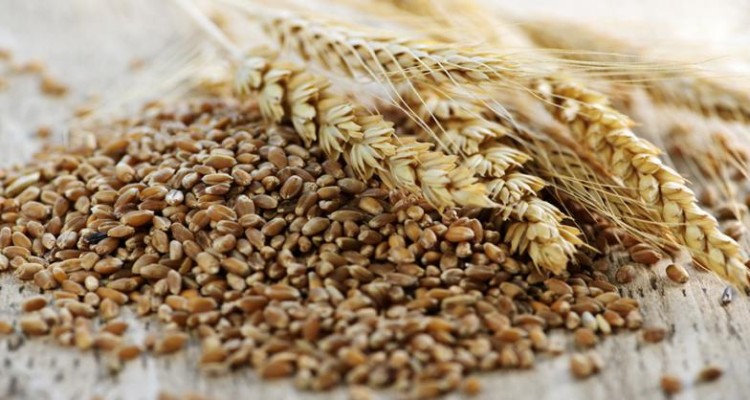 سبوس گندم و فواید آن