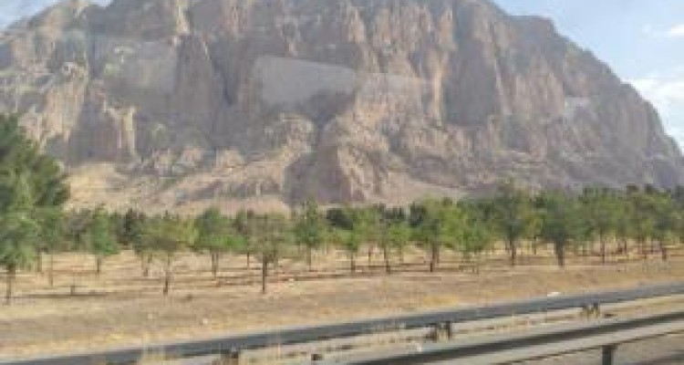 نابودی یک کاجستان! /سرمایه‌های ملی را دریابید 