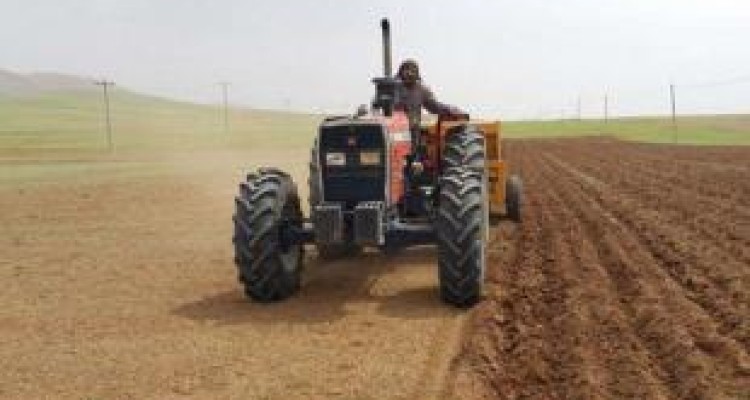 آغاز کشت پاییزه در مزارع کرمانشاه/ پیش‌بینی کاشت ۳۸۰ هزار هکتار گندم 