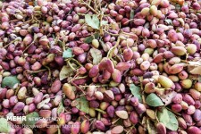 تاجران اروپایی در بازار پسته ایران/ رونق تولید در باغ های رفسنجان