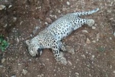 «هاری» دلیل مرگ پلنگ ایرانی در روستای زوم بود 