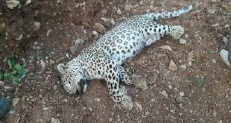 «هاری» دلیل مرگ پلنگ ایرانی در روستای زوم بود 