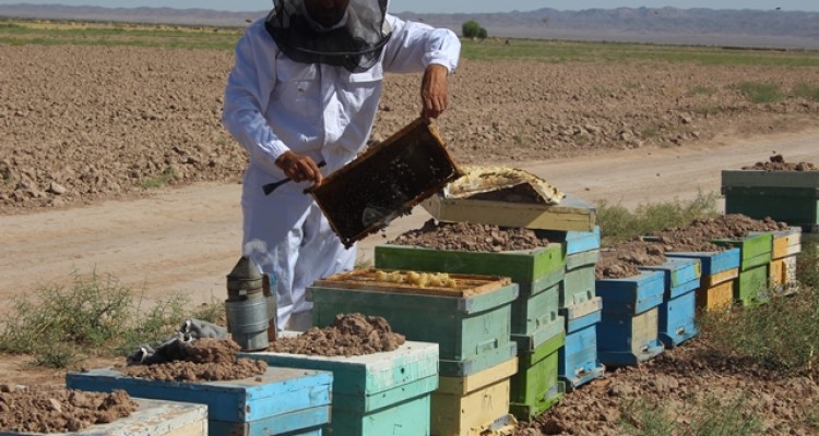 	گفتگو ویژه با یک ستاره اقتصاد مقاومتی در شهرستان صحنه 