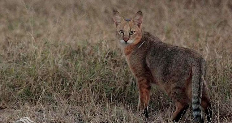 گربه کمیاب جنگلی کشور در صحنه دیده شد