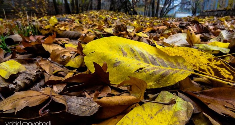 بهترین جا‌های صحنه برای پیاده‌روی پاییزی کجاست؟ + گزارش تصویری