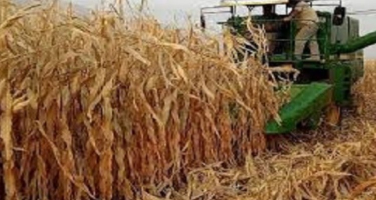  تولید بیش از 13هزارتن ذرت دانه ای در شهرستان هرسین